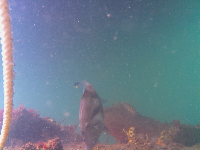 ラズベリーパイカメラで撮影したウマヅラハギ