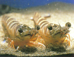 海産無脊椎動物研究センター